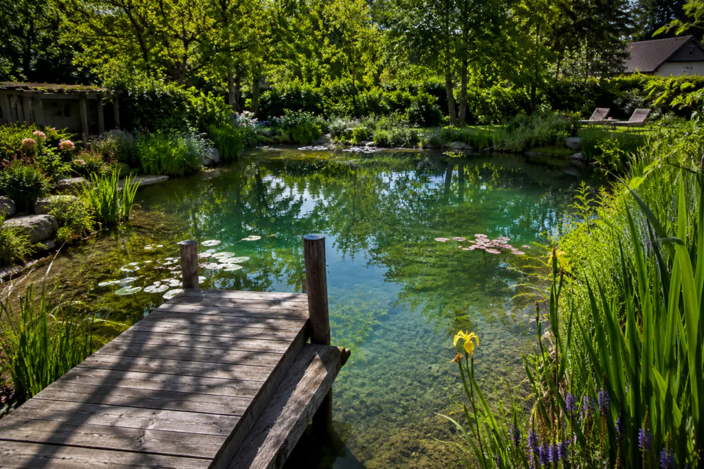 natural swimming pond ideas for small backyards with aquatic plants and wooden dock